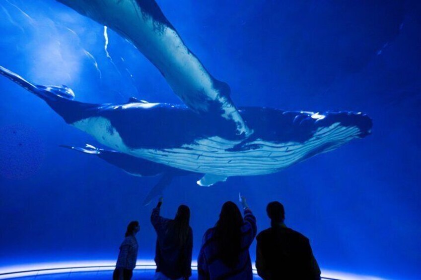 Experience Our Story with Sir David Attenborough 1