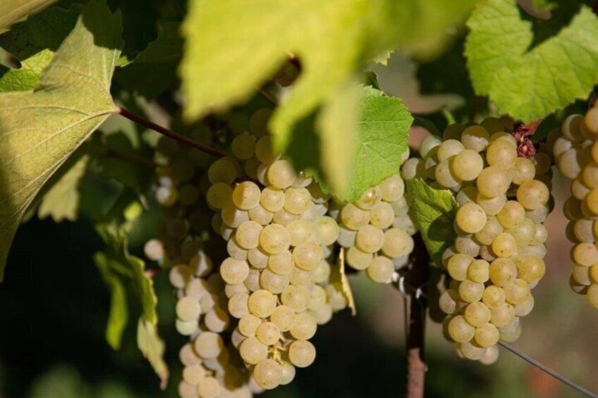 Franciacorta Wine Tasting at Camilucci Winery 2