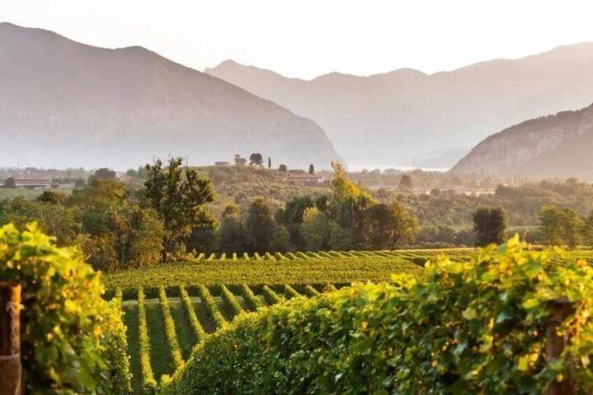 Franciacorta Wine Tasting at Camilucci Winery 4