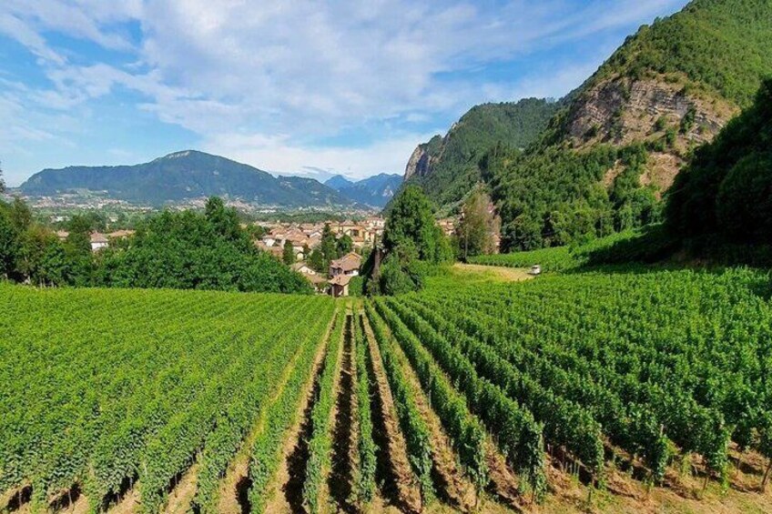 Franciacorta Wine Tasting at Camilucci Winery 5