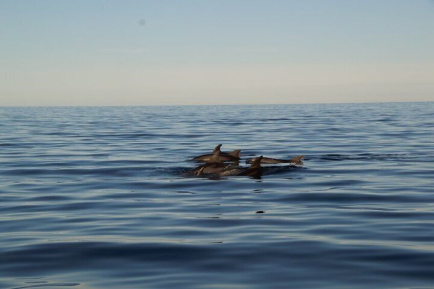 Dolphins swimming in the ocean. 3