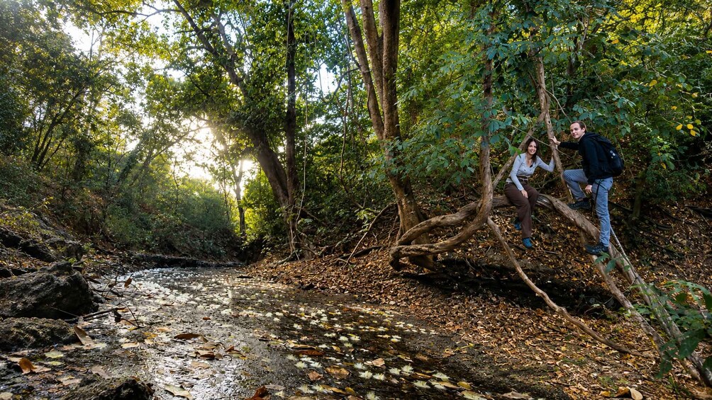 A forest with a stream, a person climbing a tree, and another person standing nearby. 2