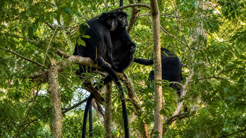 Two black monkeys in a dense green forest. 3