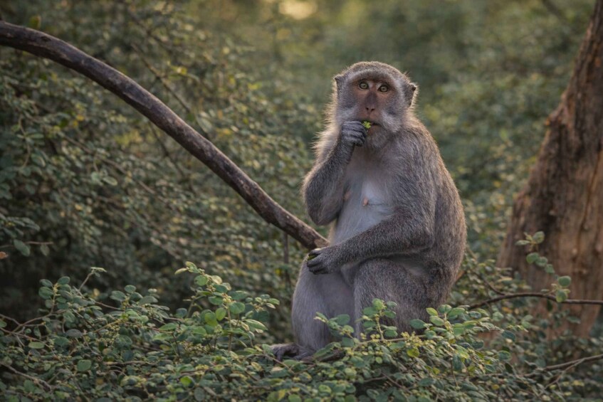 A monkey sitting among green foliage, holding a leaf. 4