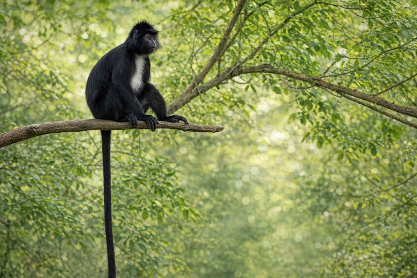 A monkey sitting on a tree branch in a forest. 5