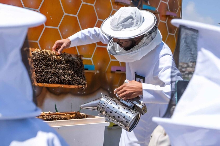 Picture 1 for Activity Al-Baha: The secrets of bees and honey in beekeeping tourism 4