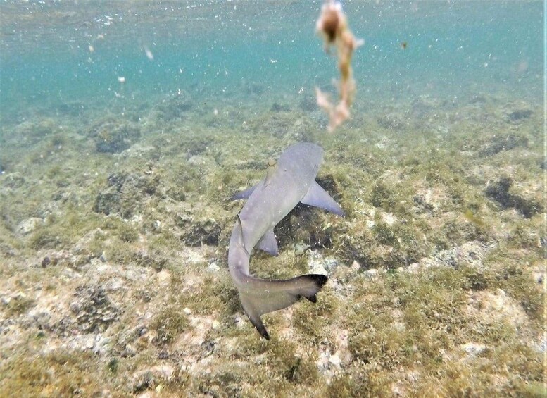 A shark swimming near the ocean floor. 2