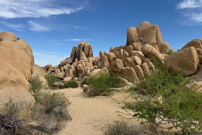 Private 1 Day Tour to Joshua Tree National Park 5