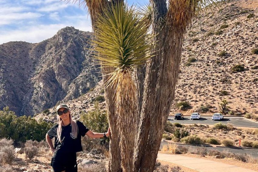 A person standing next to a palm tree with a mountainous landscape in the background. 5