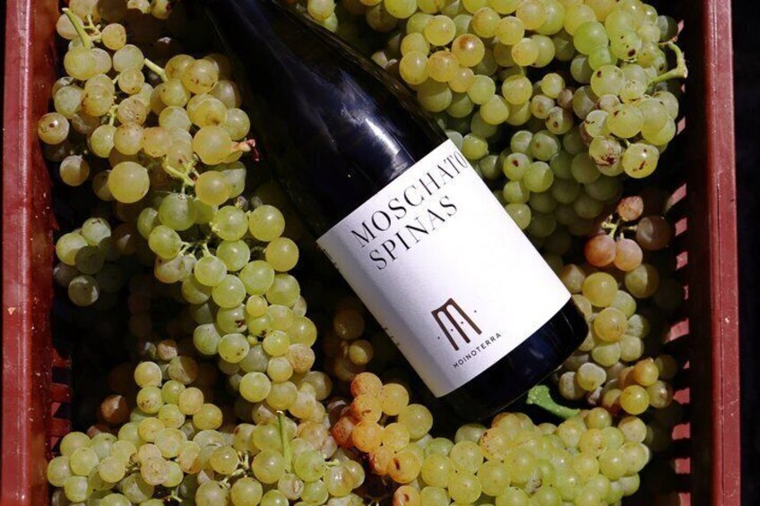 Moinoterra Winery Experience in Archanes 4