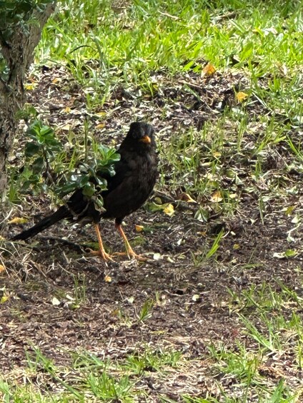 A black bird with an orange beak and yellow feet standing on the ground among leaves and grass. 4