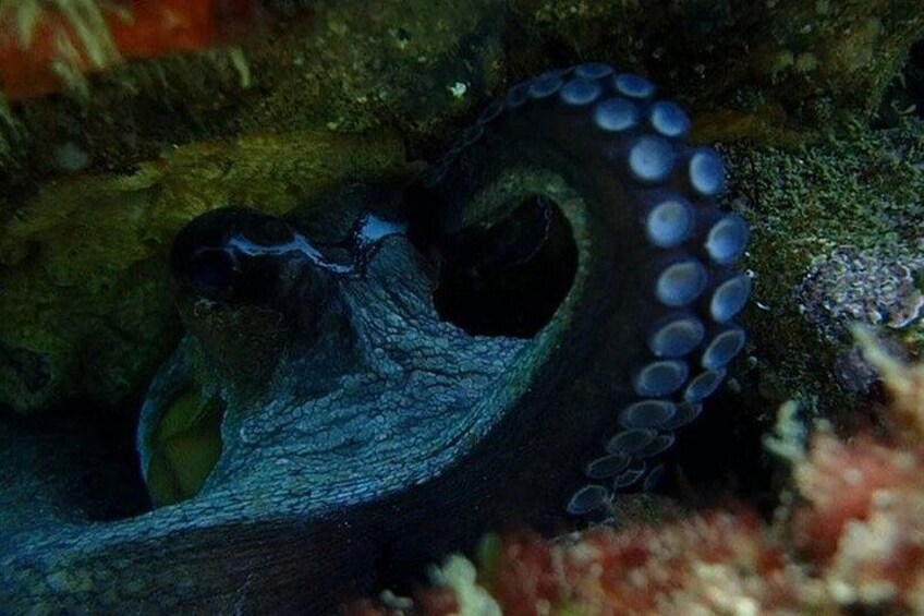 An octopus with blue spots on its tentacles, partially hidden among rocks and coral. 2