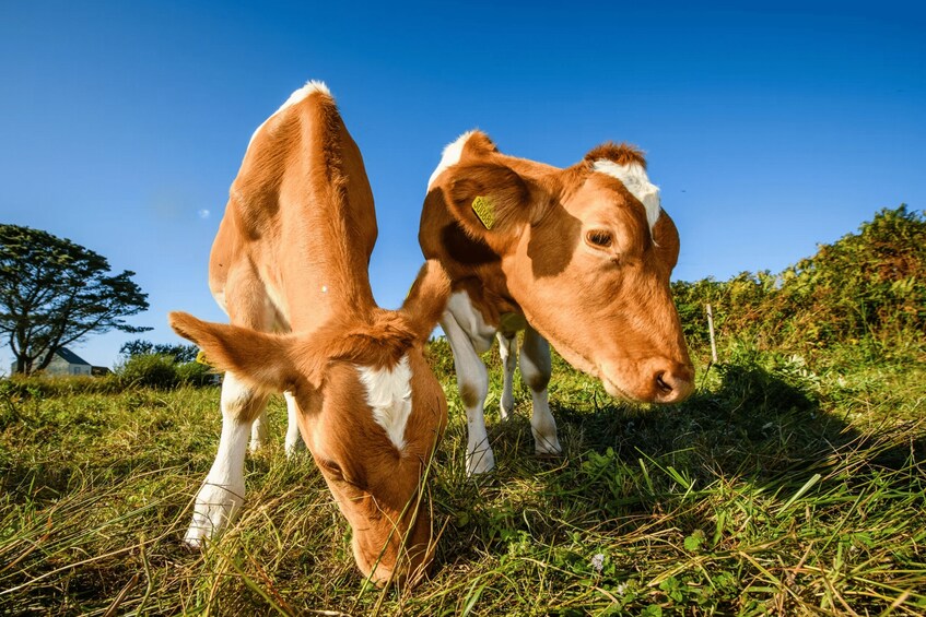 Two cows grazing on a grassy hillside with a clear blue sky. 3