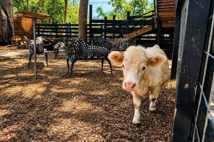 DK Farms and Gardens Admission with 18 Hole Mini Golf in Largo 3