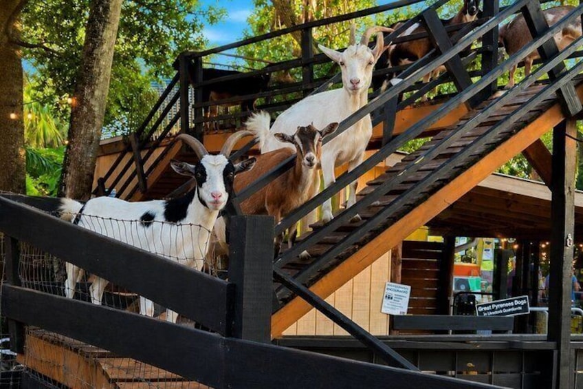 DK Farms and Gardens Admission with 18 Hole Mini Golf in Largo 1