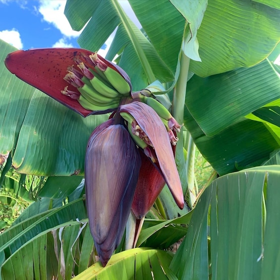 Picture 5 for Activity Maui: Dragonfruit Farm Tour with Alpacas & Fruit Tasting 4