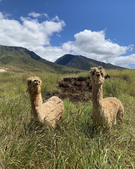 Picture 2 for Activity Maui: Dragonfruit Farm Tour with Alpacas & Fruit Tasting 3