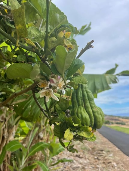 Picture 3 for Activity Maui: Dragonfruit Farm Tour with Alpacas & Fruit Tasting 5