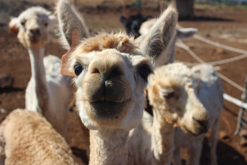 Maui: Dragonfruit Farm Tour with Alpacas & Fruit Tasting 1