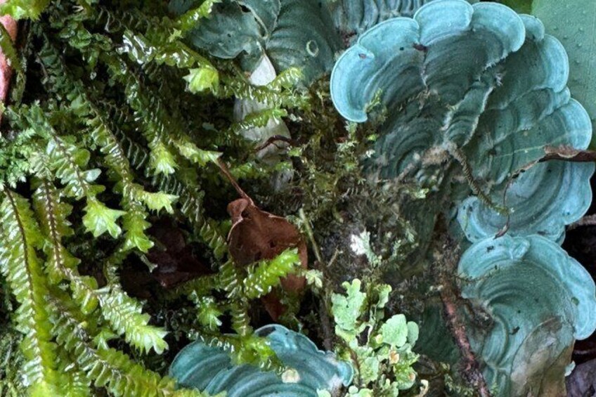 A mossy forest floor with green ferns and a brown leaf. 5