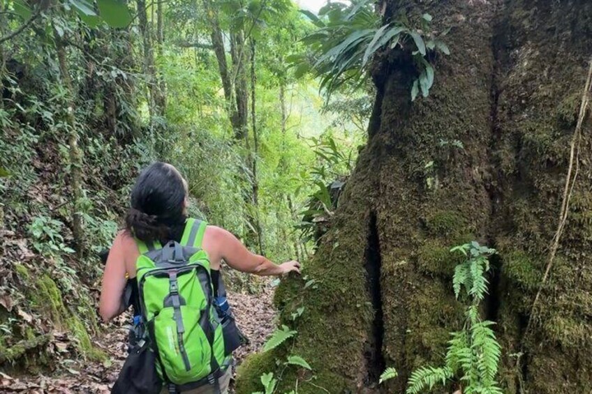A person hiking in a forest with a green backpack. 3