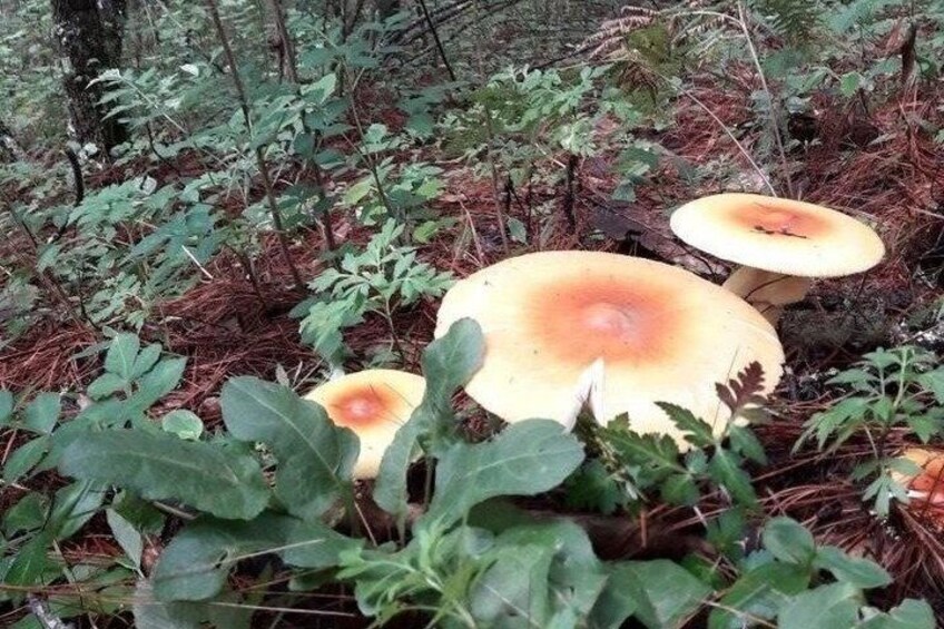 Mushrooms in a forest. 1