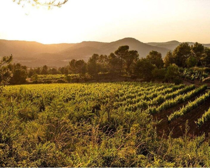 Barcelona: A Visit with a Tasting of Contrasts 1
