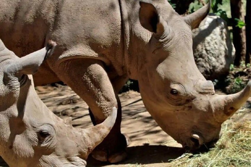 Buinzoo from Santiago : Experience with Animals and Breakfast 4
