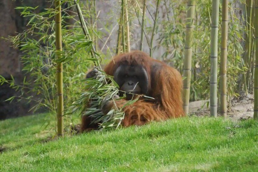 Buinzoo from Santiago : Experience with Animals and Breakfast 3