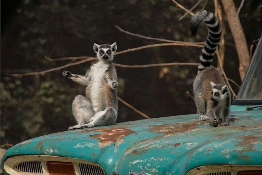 Buinzoo from Santiago : Experience with Animals and Breakfast 2