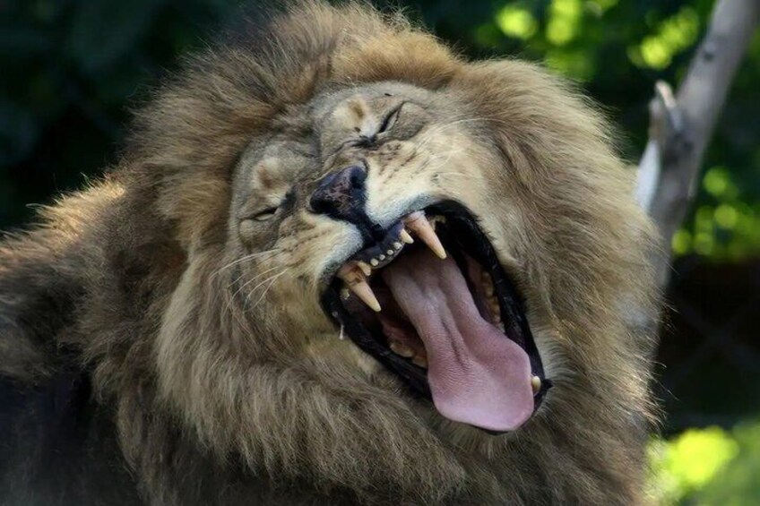 Buinzoo from Santiago : Experience with Animals and Breakfast 1
