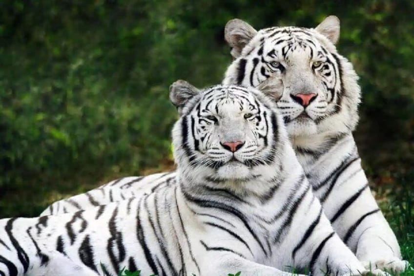 Buinzoo from Santiago : Experience with Animals and Breakfast 5