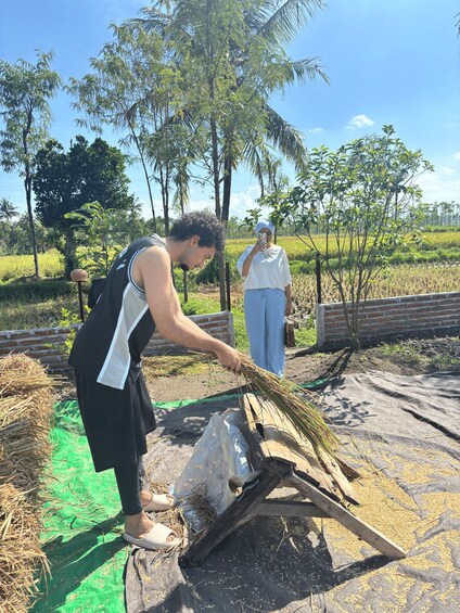 Two people harvesting crops in a rural field with palm trees and a brick wall in the background. 2