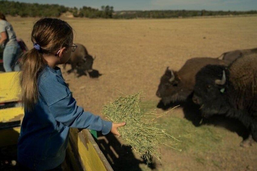 A person feeding bison in a field. 1