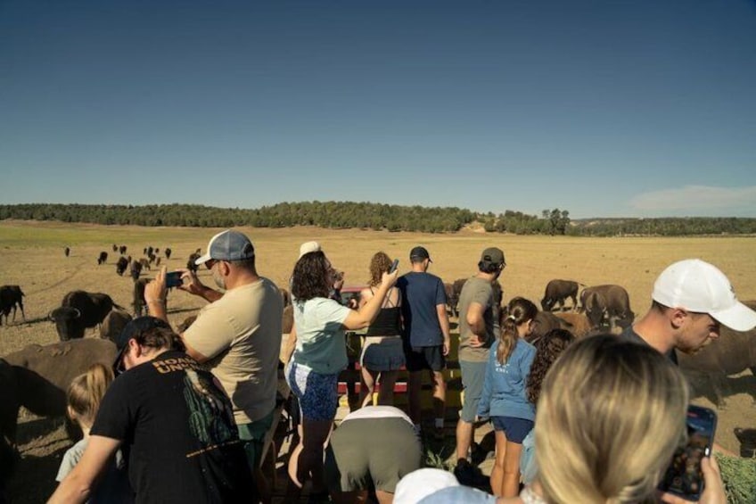 A group of people observing cattle in a field. 4