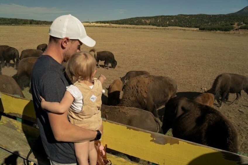 A person holding a child, watching a herd of cattle in a fenced area. 3