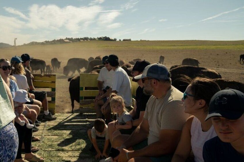 A group of people observing cattle in a field. 2