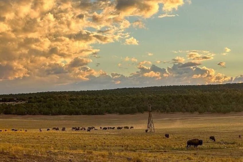 A herd of cattle grazing in a field with a transmission tower in the distance. 5