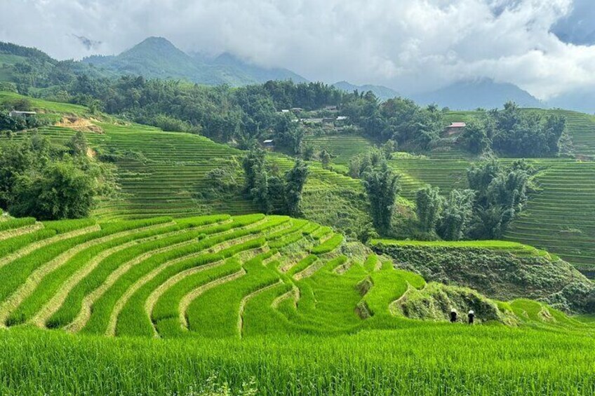Terraced rice fields in a hilly landscape with mountains in the background. 5
