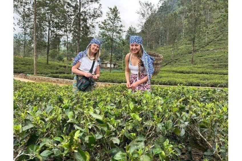 Kandy Nuwaraeliya Tour and Ella Train Journey from Nanuoya 3