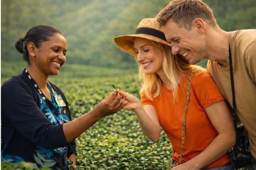 Kandy Nuwaraeliya Tour and Ella Train Journey from Nanuoya 5