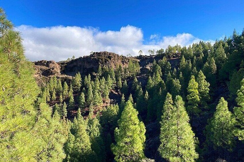 A forest with tall coniferous trees and a rocky mountain in the background. 3