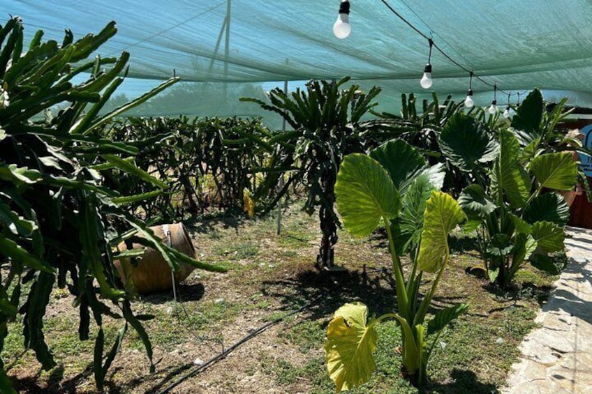 A greenhouse with plants under a translucent cover, with hanging lights and a stone pathway. 5