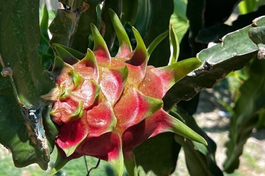 A dragon fruit cactus with green spines and red flowers. 1