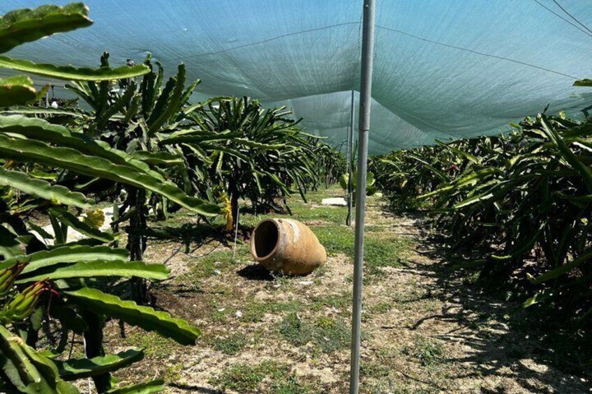 A greenhouse with rows of plants, a large pipe, and a protective netting overhead. 4
