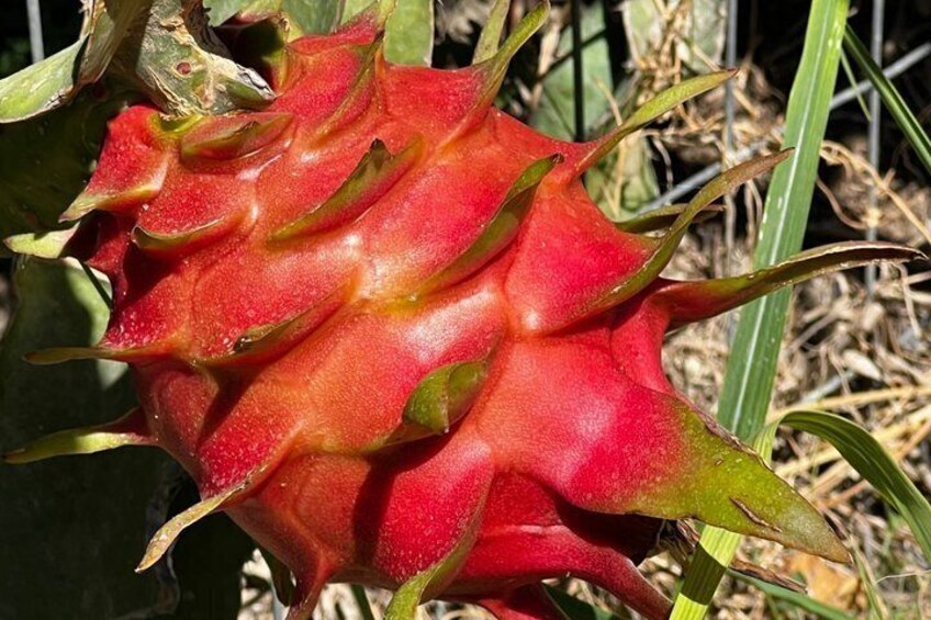 Dragon Fruit Farm Experience in Crete 4