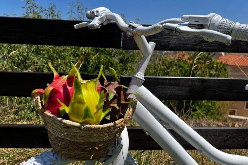 Dragon Fruit Farm Experience in Crete 3