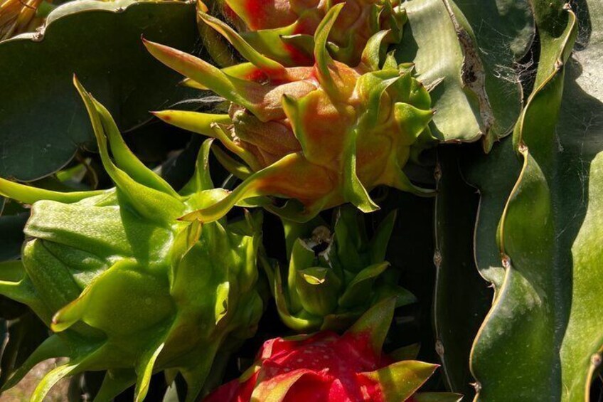 Dragon Fruit Farm Experience in Crete 5