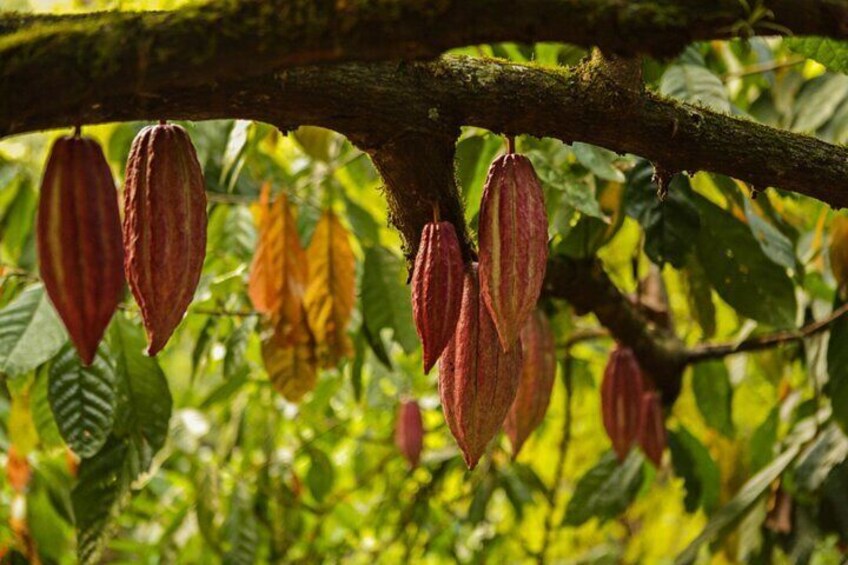 A wide variety of cocoas ensure true taste explosions. 3