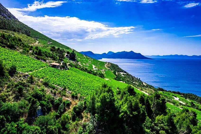 Private Peljesac Wine Tour and Ston from Dubrovnik 2